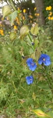 Commelina tuberosa