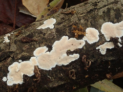 Steccherinum nitidum