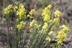 Glischrocaryon behrii