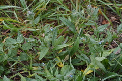 Anchusa