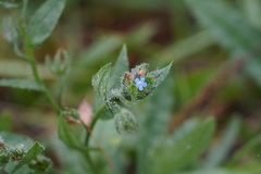 Anchusa