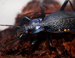 Carabus intricatus