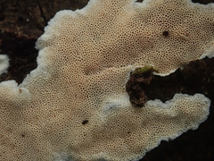 Steccherinum nitidum