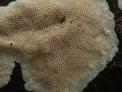 Steccherinum nitidum