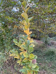 Hamamelis