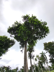 Sideroxylon foetidissimum