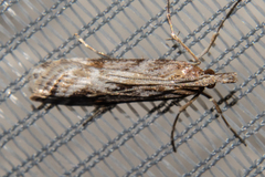 Scoparia exilis