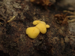 Hymenoscyphus calyculus