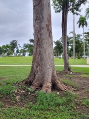 Sideroxylon foetidissimum