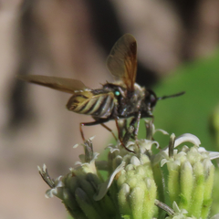 Hoplitimyia mutabilis