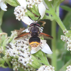 Hoplitimyia mutabilis