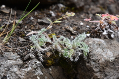 Oxytropis putoranica
