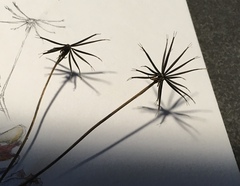 Bidens bipinnata