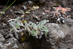 Oxytropis putoranica