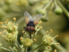 Phasia aurigera