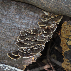 Trametes versicolor