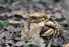 Caprimulgus asiaticus