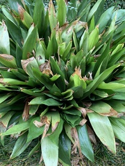 Aspidistra