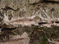 Etheirodon fimbriatum