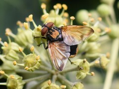 Phasia aurigera