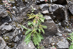 Geum glaciale