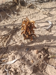 Aphyllon corymbosum