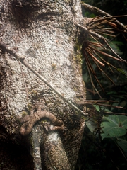 Craspedocephalus malabaricus