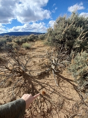 Aphyllon corymbosum
