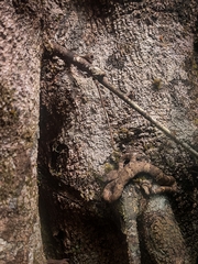 Craspedocephalus malabaricus