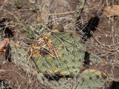 Opuntia tortispina