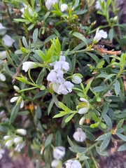 Muraltia ericifolia