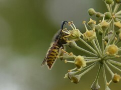 Vespula vulgaris