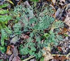 Eschscholzia californica
