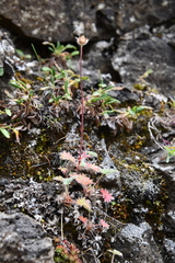 Potentilla × prostrata