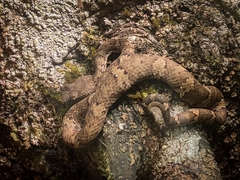 Craspedocephalus malabaricus