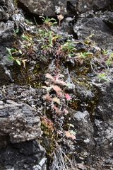 Potentilla × prostrata