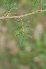 Rosa agrestis