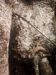 Craspedocephalus malabaricus