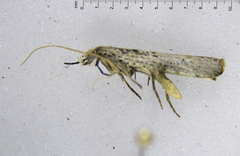 Orthenches chlorocoma