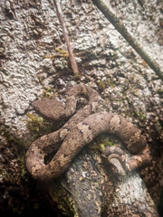 Craspedocephalus malabaricus