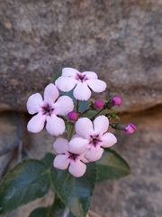 Teedia pubescens