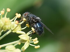 Calliphora vomitoria
