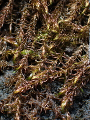 Scorpidium