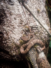 Craspedocephalus malabaricus