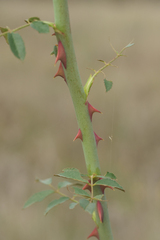Rosa agrestis