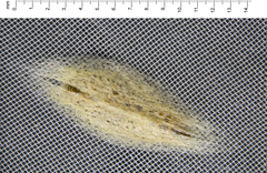 Orthenches chlorocoma