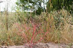 Corispermum declinatum