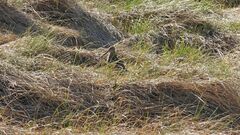 Gallinago magellanica