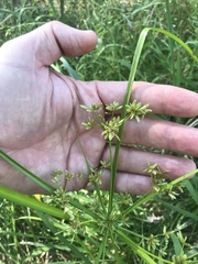 Cyperus virens