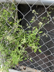 Chenopodium